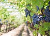 Wine Tasting in Napa Valley: Private Excursion