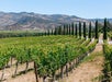 Wine Tasting in Napa Valley: Private Excursion