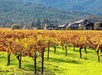 Wine Tasting in Napa Valley: Private Excursion