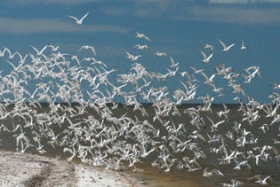 10,000 Islands Boat Excursion in Goodland, Florida