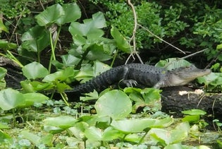 St. Augustine Airboat Eco Tour aboard the Sea Dragon in St Augustine, Florida