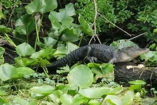 St. Augustine Airboat Eco Tour aboard the Sea Dragon in St Augustine, Florida