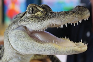 Alligator & Wildlife Discovery Center in Madeira Beach, Florida