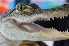Alligator & Wildlife Discovery Center in Madeira Beach, Florida
