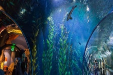 Aquarium of the Bay  in San Francisco, California