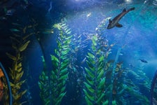 Aquarium of the Bay  in San Francisco, California
