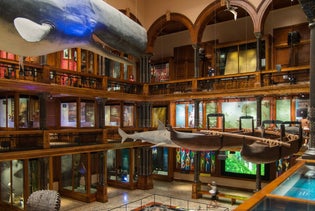 Bishop Museum in Honolulu, Hawaii