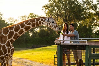 Busch Gardens Tampa in Tampa, Florida