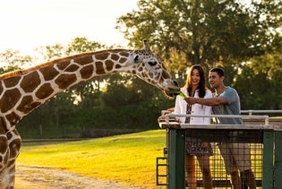 Busch Gardens Tampa Bay in Tampa, Florida