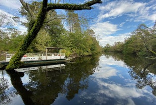 Cajun Pride Swamp Tour of Manchac Swamp in LaPlace, Louisiana