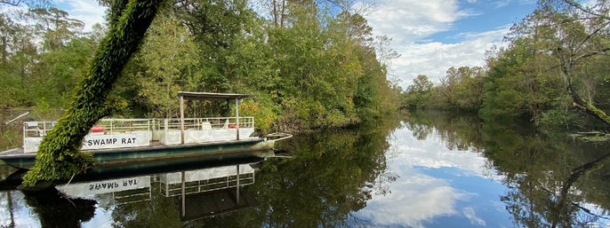 Cajun Pride Swamp Tour of Manchac Swamp in LaPlace, Louisiana