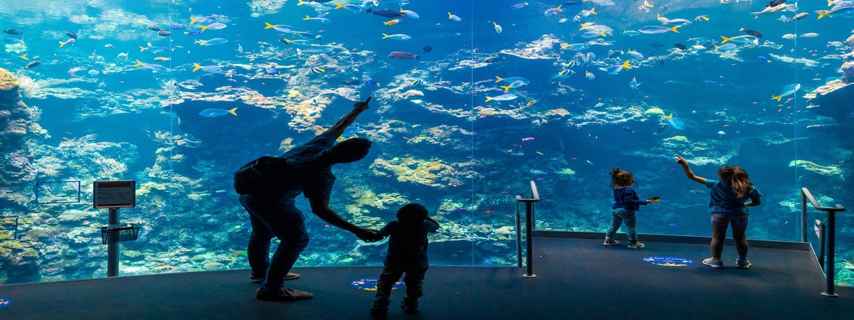 California Academy of Sciences in San Francisco, California