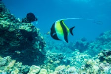 Circle Island Tour with Snorkeling in Honolulu, Hawaii