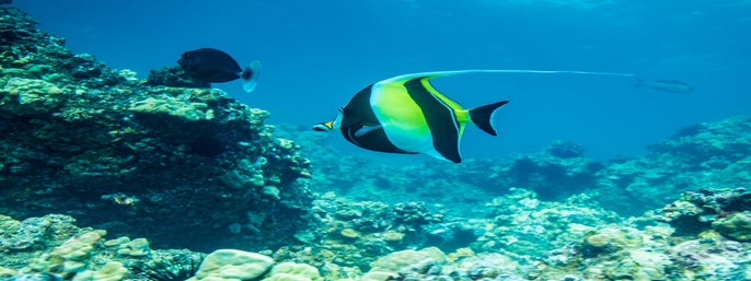 Circle Island Tour with Snorkeling in Honolulu, Hawaii