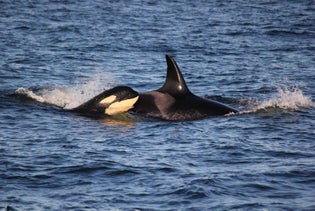 Classic Whale Watch & Wildlife Tour from Roche Harbor  in Roche Harbor, Washington