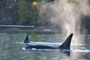 Classic Whale Watch & Wildlife Tour from Friday Harbor in Friday Harbor, Washington