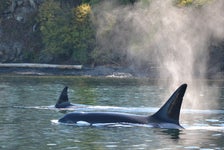 Classic Whale Watch & Wildlife Tour from Friday Harbor in Friday Harbor, Washington