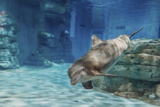 Clearwater Marine Aquarium in Clearwater Beach, Florida