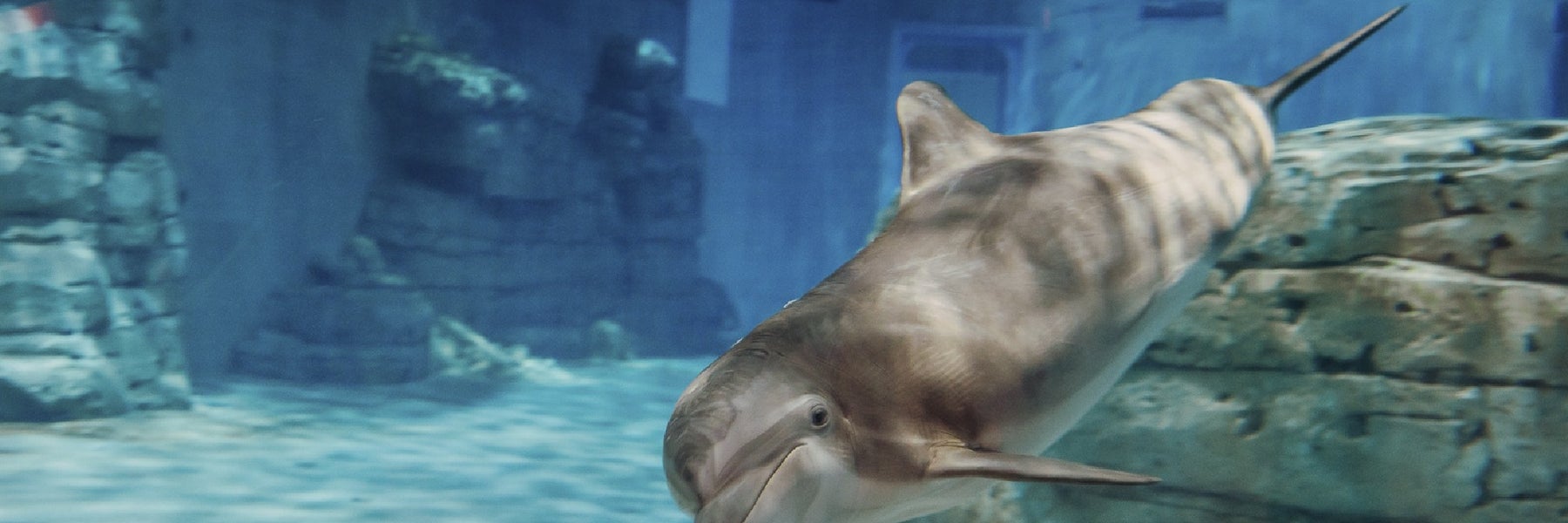 Clearwater Marine Aquarium in Clearwater Beach, Florida