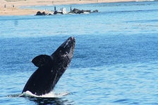 Davey's Locker Whale Watching - Newport Beach, CA