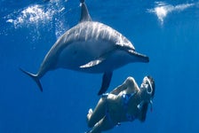 Deluxe Morning Wild Dolphin Swim and Kealakekua Bay Snorkel - Kailua-Kona, HI