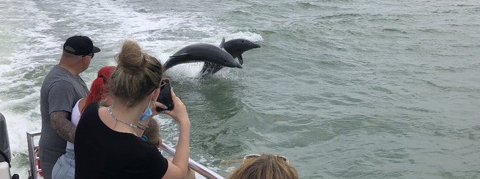 2-Hour Dolphin, Birding and Shelling Tour in Goodland, Florida