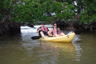 Everglades National Park Dolphin, Birding & Wildlife Boat Tour in Chokoloskee Island, Florida