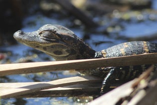 Everglades National Park Guided Kayak Eco Tours in Everglades City, Florida