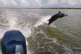 Everglades National Park Wildlife & Beach Expedition in Chokoloskee Island, Florida