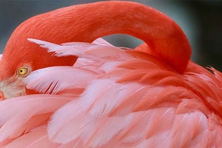 Flamingo Gardens in Davie, Florida