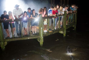 Gatorland Night Shine Tour in Orlando, Florida