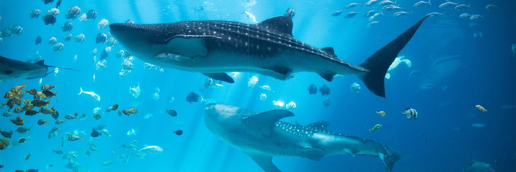 Georgia Aquarium in Atlanta, Georgia