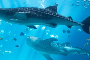 Georgia Aquarium in Atlanta, Georgia