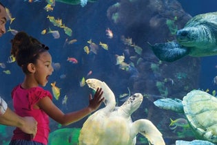 Go City San Diego All-Inclusive Pass and Pass Plus - ,