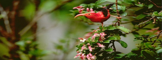 Hakalau Forest Reserve Bird Watching Adventure in Kailua Kona, Hawaii