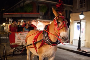 History & Haunts Carriage Tours in New Orleans, Louisiana