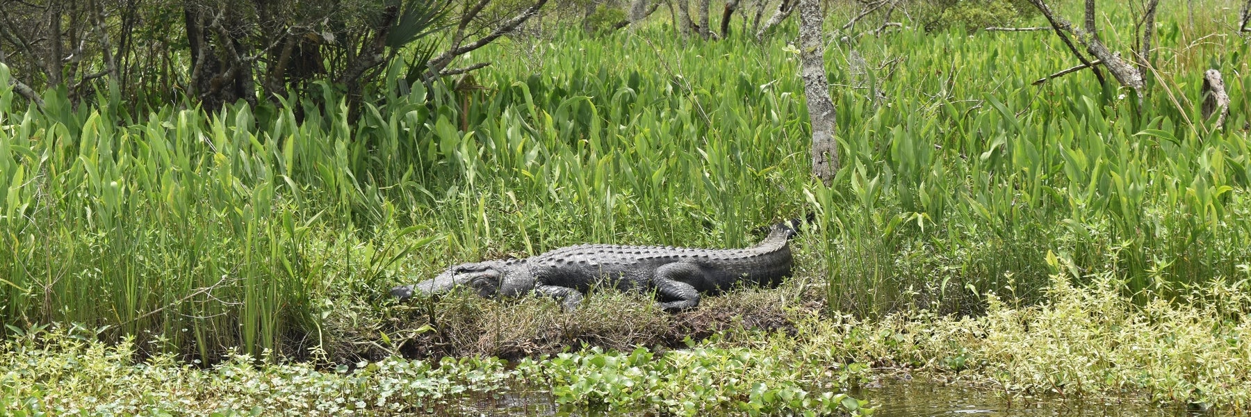 Jean Lafitte Swamp Tours in Marrero, Louisiana