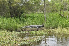 Jean Lafitte Swamp Tours in Marrero, Louisiana
