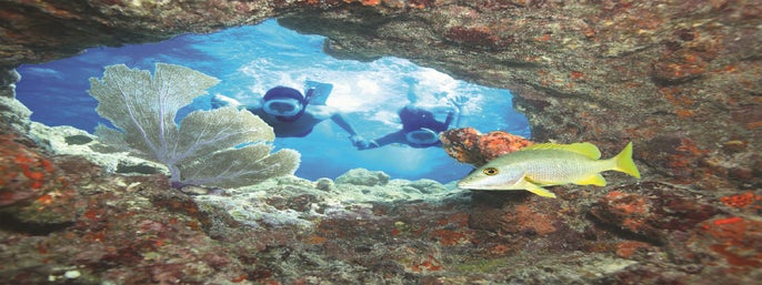 Key West Snorkeling: Morning Reef Snorkel Adventure in Key West, Florida