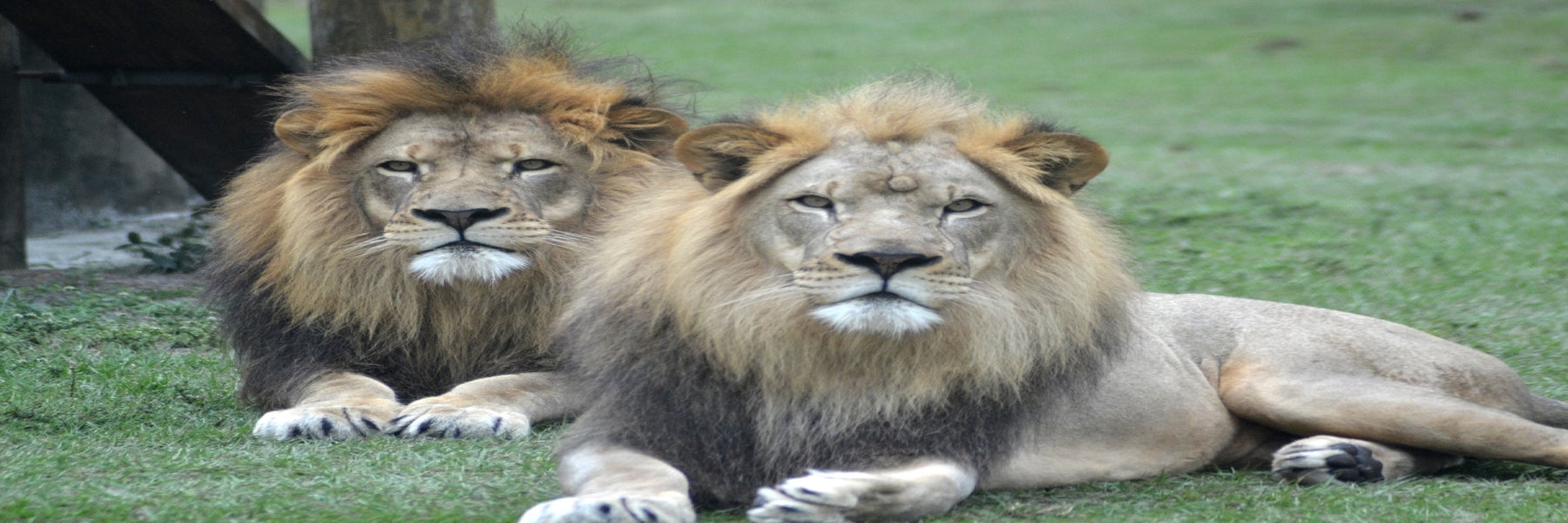 Lion Country Safari in Loxahatchee, Florida