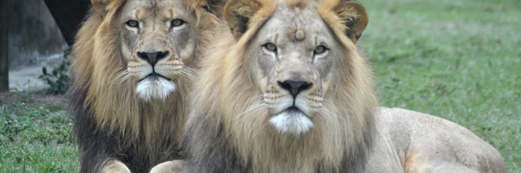 Lion Country Safari in Loxahatchee, Florida