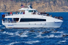 Long Beach Whale Watching and Dolphin Tour in Long Beach, California