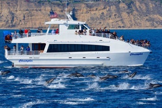 Long Beach Whale Watching and Dolphin Tour in Long Beach, California