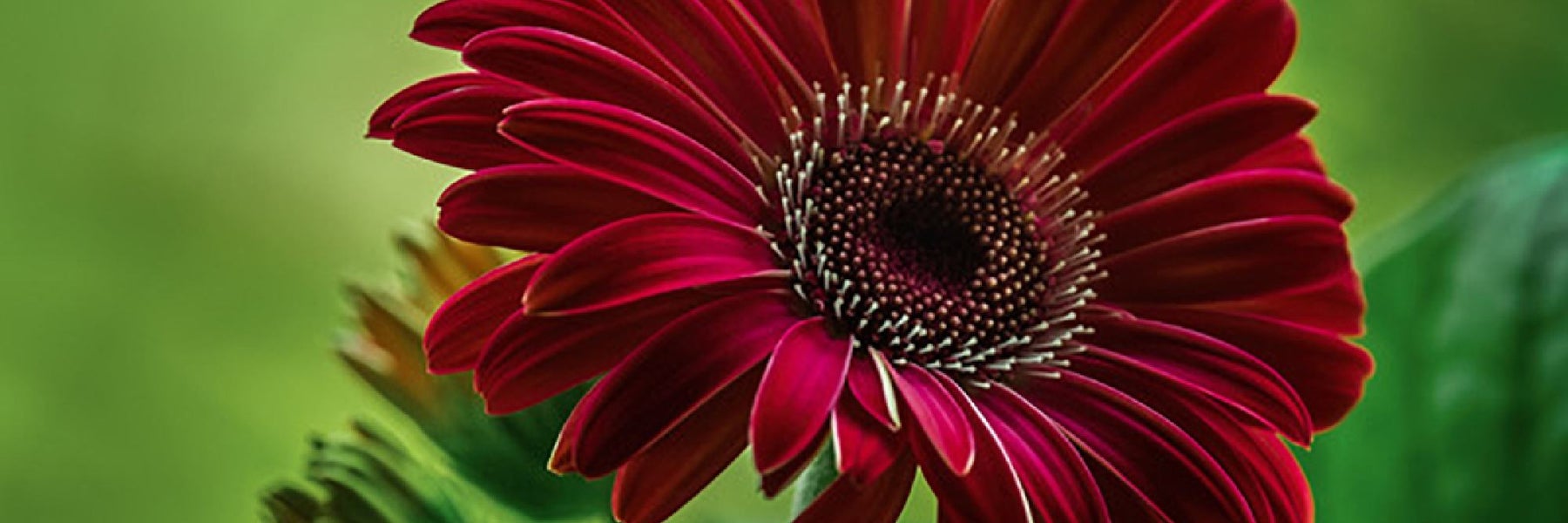 Mountain Streams & Flowers Photography Experience in Pisgah Forest, North Carolina