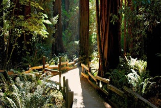  Muir Woods & Sausalito Half Day Tour in San Francisco, California