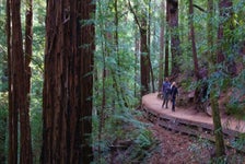 Muir Woods and Sonoma Wine Country Day Tour in San Francisco, California
