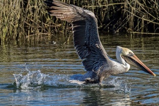 Murrells Inlet Shelling & Bird Watching Eco Cruise in Murrells Inlet, South Carolina