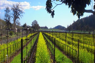 Small-Group Napa Valley Tour for Wine Lovers in San Francisco, California