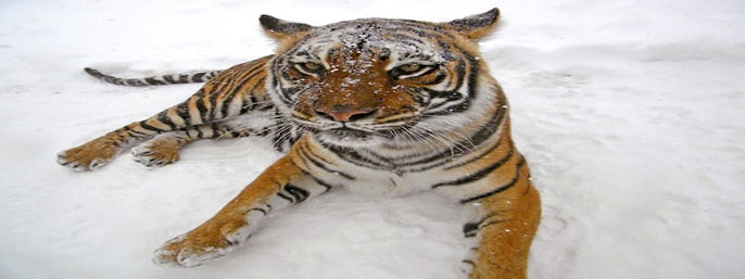 National Tiger Sanctuary in Saddlebrooke, Missouri