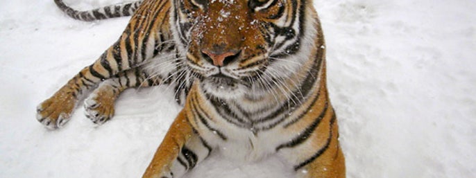 National Tiger Sanctuary in Saddlebrooke, Missouri